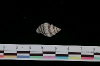 藏品(稜結螺)的圖片